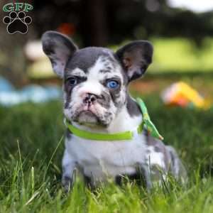 Patrick, French Bulldog Puppy